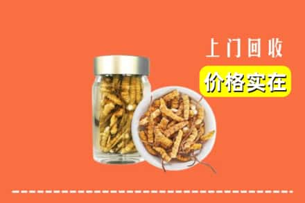 诚信求购:上海南汇区高价回收散虫草