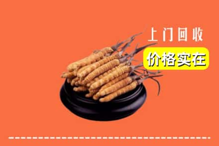 诚信求购:上海南汇区高价回收冬虫夏草